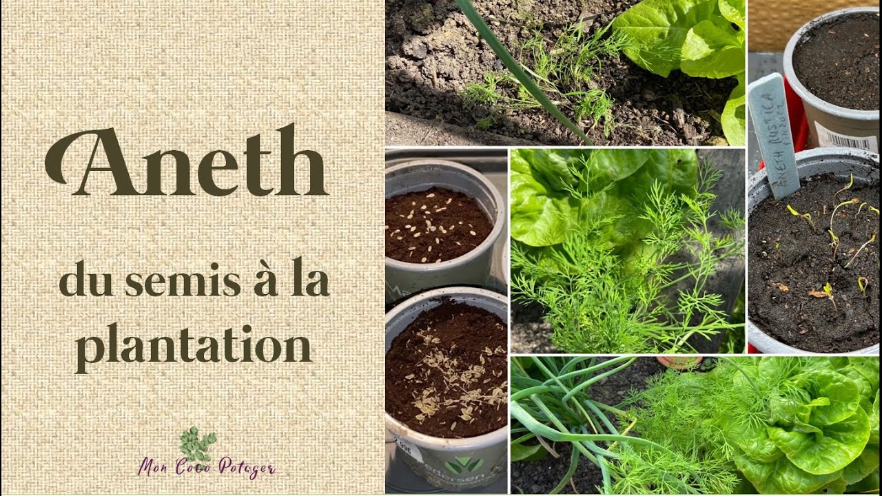 Aneth du semis à la plantation