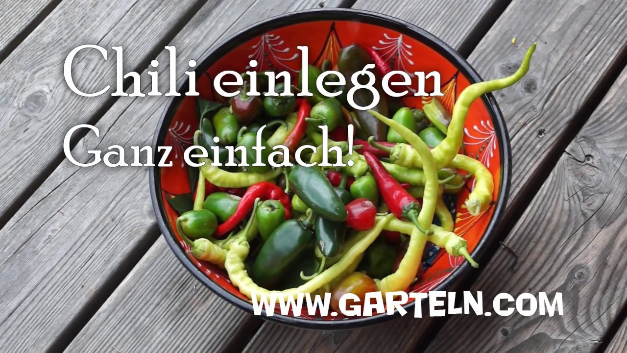 Chili und Pfefferoni einlegen - ganz einfach selbst gemacht 🌶️