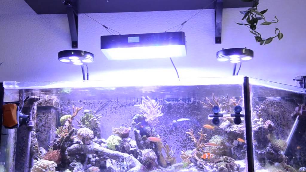 Coral Box Moon LED Coverage.
