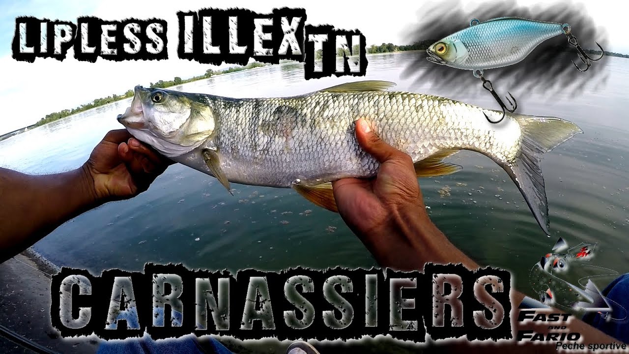 Pêche du carnassier en été - Lipless Illex TN