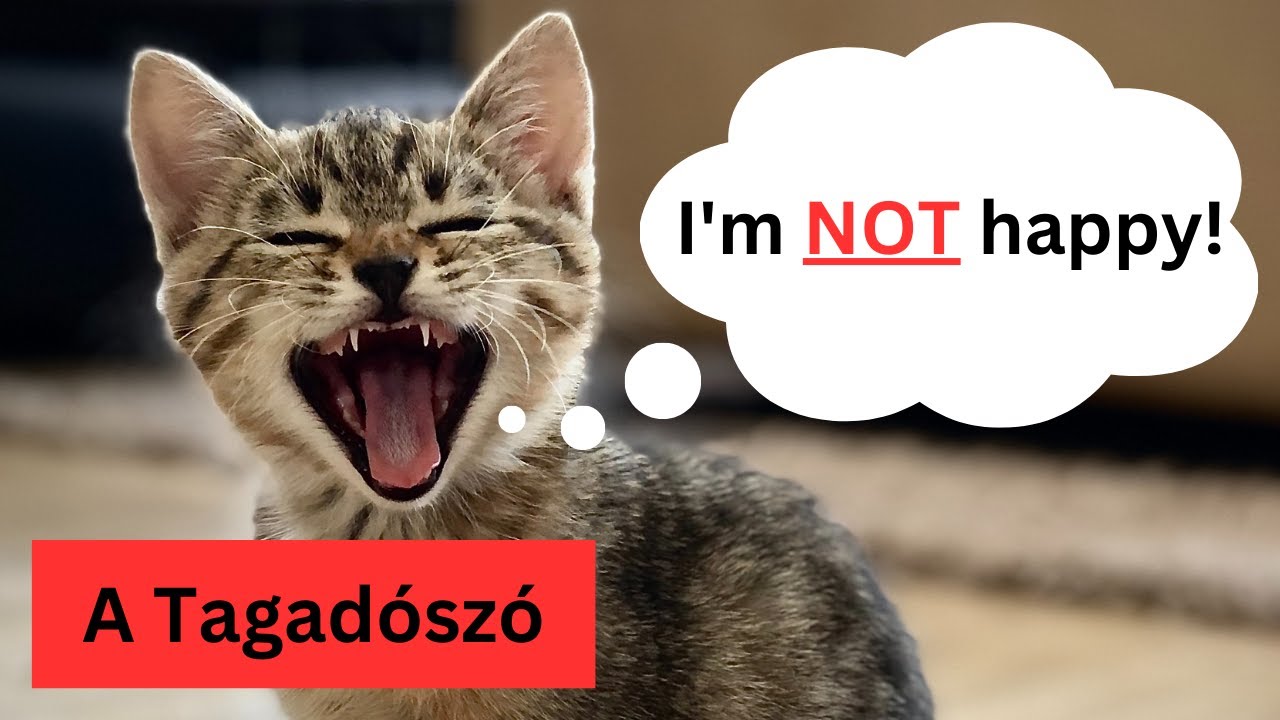 NOT - A TAGADÓSZÓ: Hogyan kell tagadni ANGOLUL?