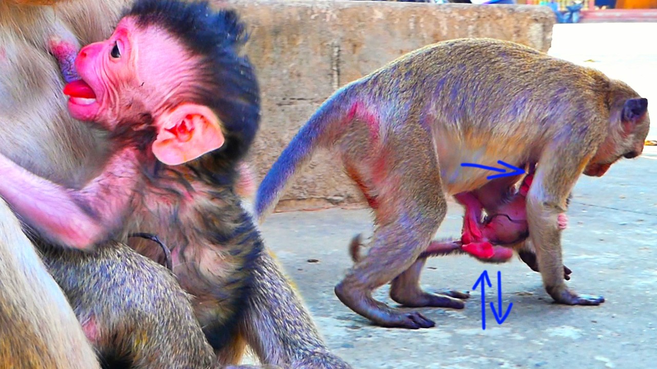 Several hours after birth, Tiny Monkey tries best to cling and nurse