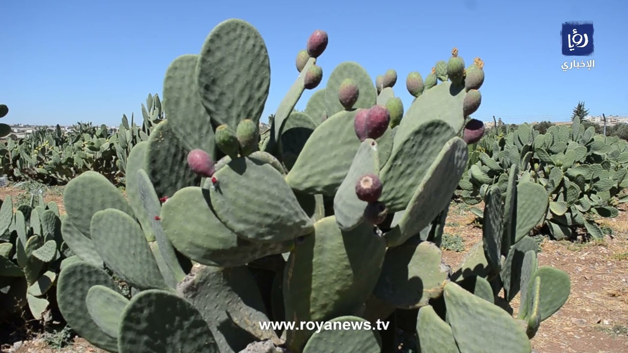 زراعة نحو 30 ألف شجرة صبار في الأردن خلال الخمس سنوات الماضية