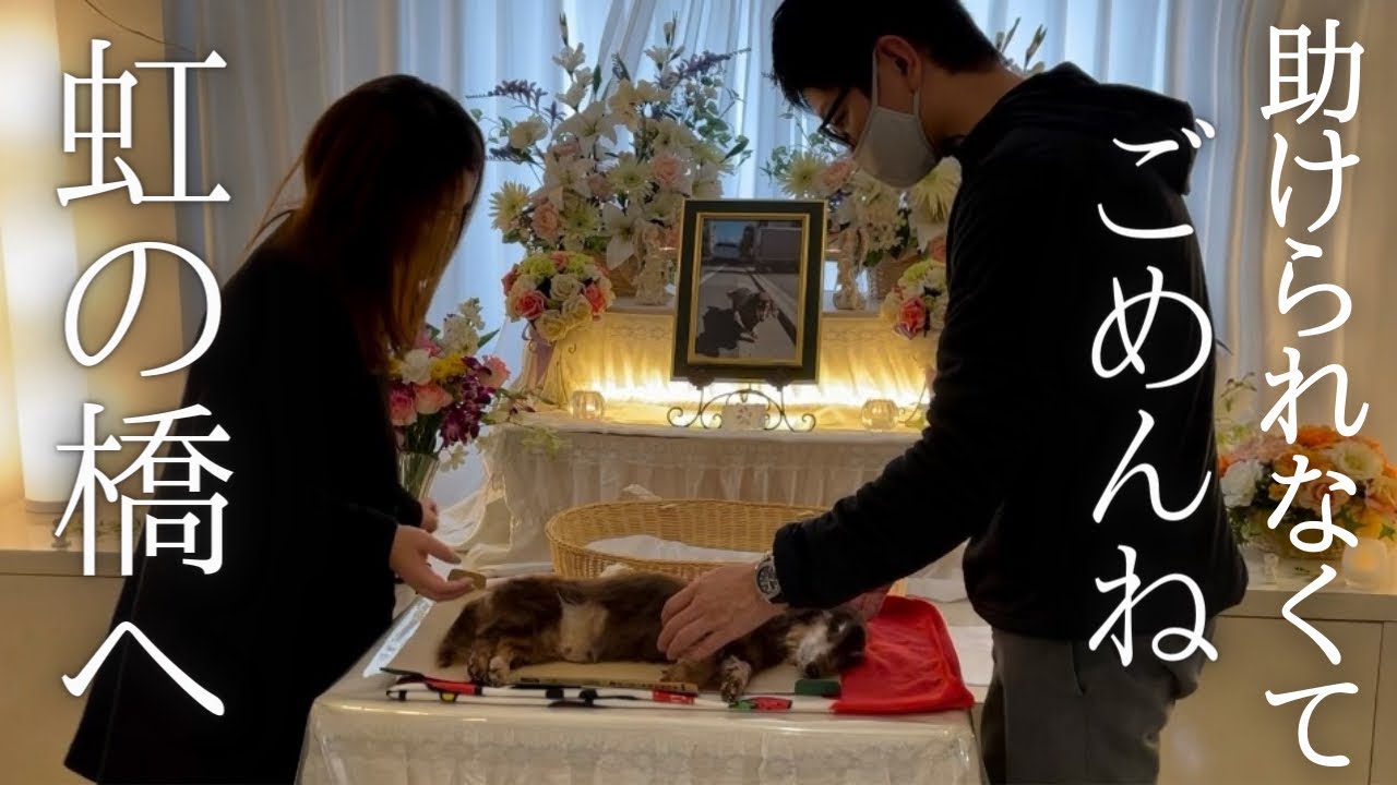 最期の最後まで頑張ってくれた愛犬るぱん。17年間本当に楽しかったね。ずっと愛してるからね。るぱん・・・。【最終話　虹の橋を渡った初代ミニチュアダックスるぱん】〜ペットロスを乗り越えて〜