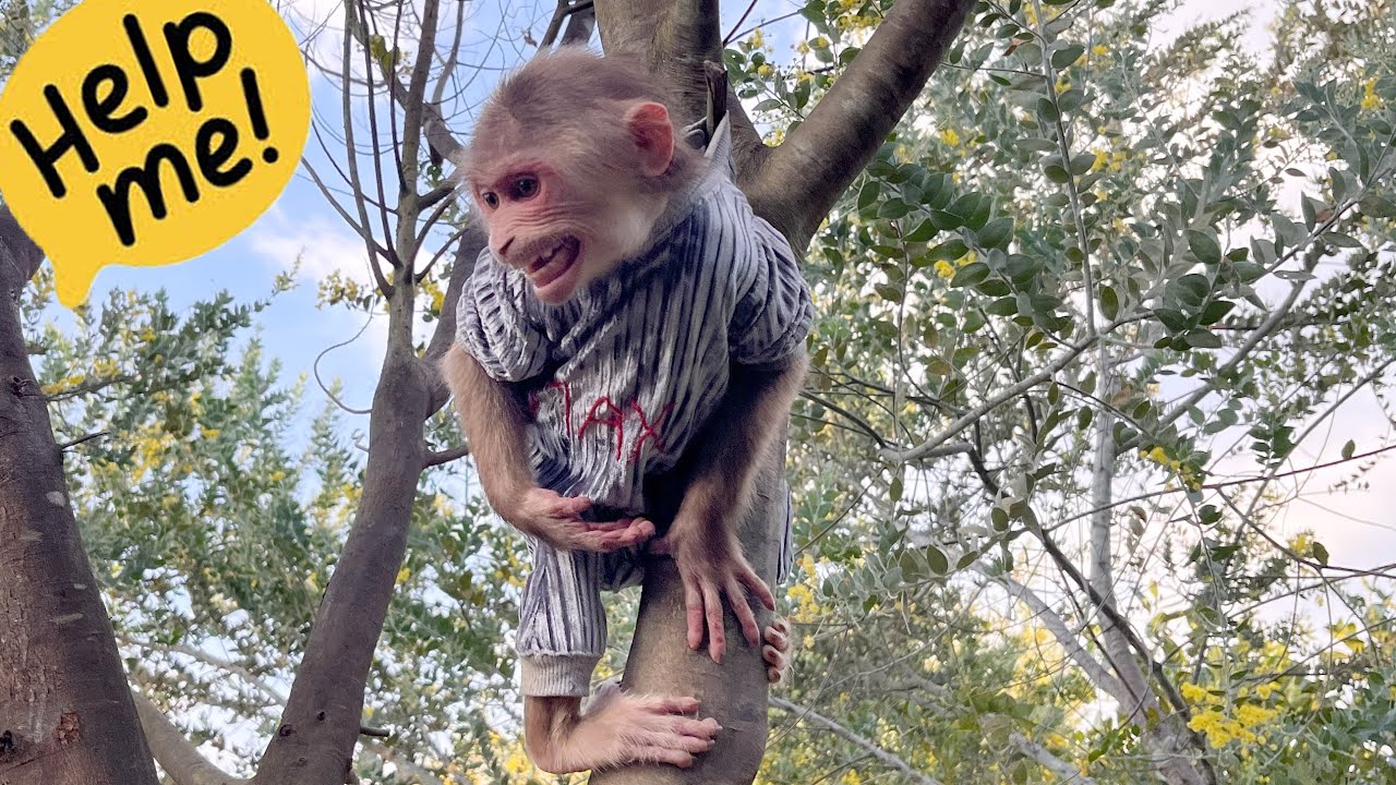 Unexpected incident happened to Smart monkey Max.