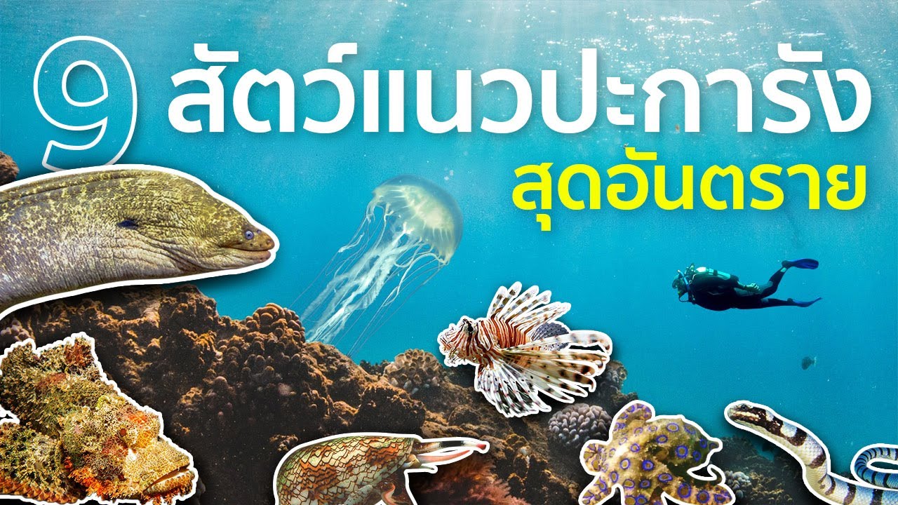 9 สิ่งมีชีวิตในแนวปะการังที่สุดแสนจะอันตราย