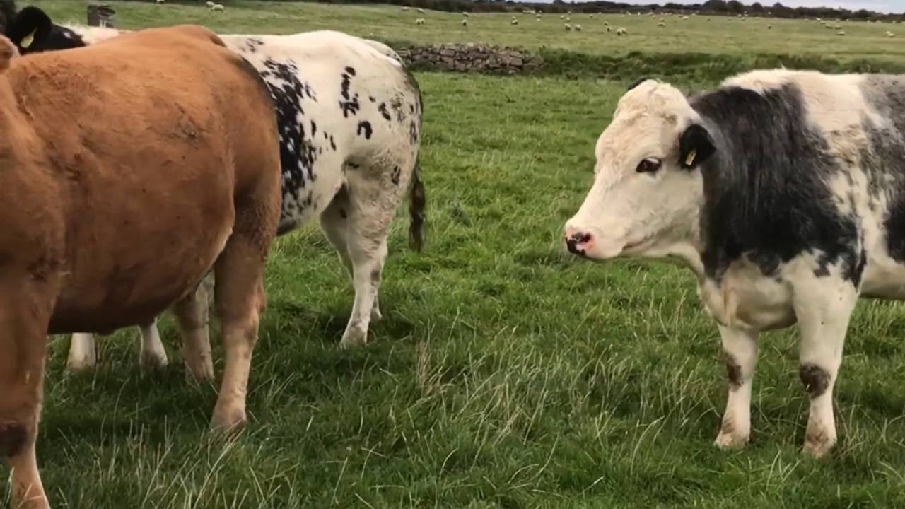 Incalf Heifers Elphin Mart 4th Of November