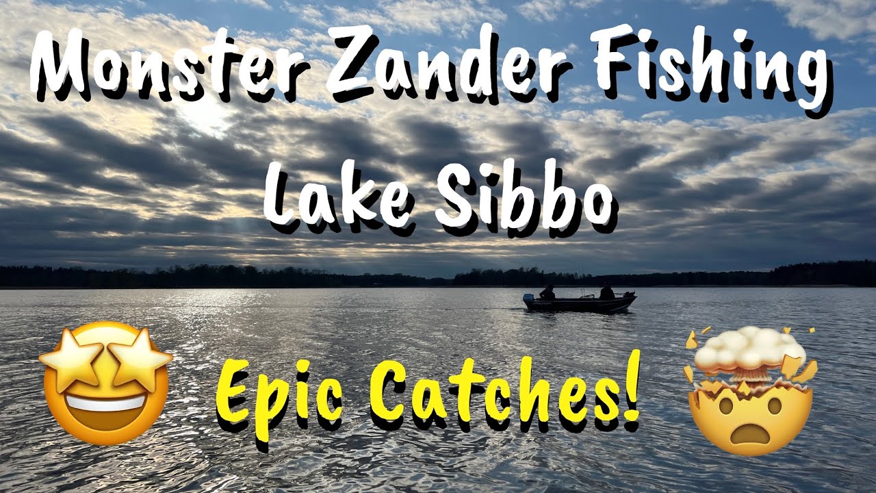 Monster Zander Fishing Lake Sibbo - Huge Catches!😳