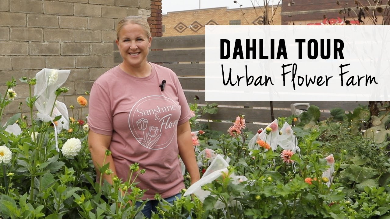 Dahlias Tour!!  Urban Flower Farm - Sunshine and Flora, Zone 5A Iowa