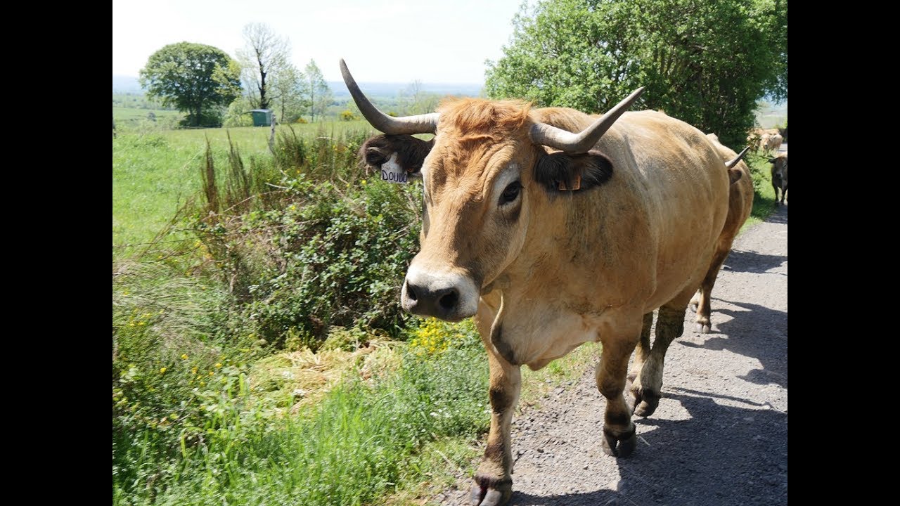 Transhumance 2017 Race Aubrac Château Cropières Raulhac Cantal France