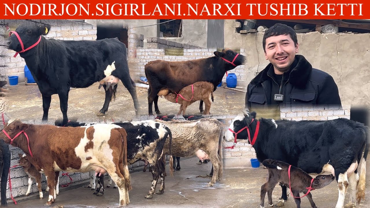 NODIRBEK😱F💥VIDEONI YOMONI NODIRBEK DAN CHQADI NARXLAR XAMISHA ARZON ONA BOLA SIGIRLAR🏃