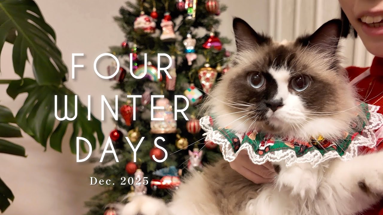 【Christmas Vlog 】猫と過ごす、冬の4日間 ✨｜愛猫の誕生日のお祝い🎂🐈