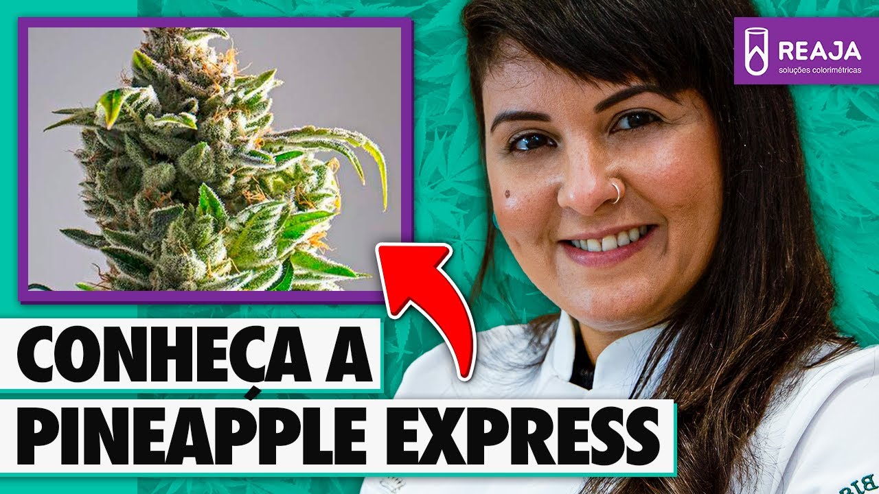 STRAIN REVIEW: PINEAPPLE EXPRESS l Enfercanabica