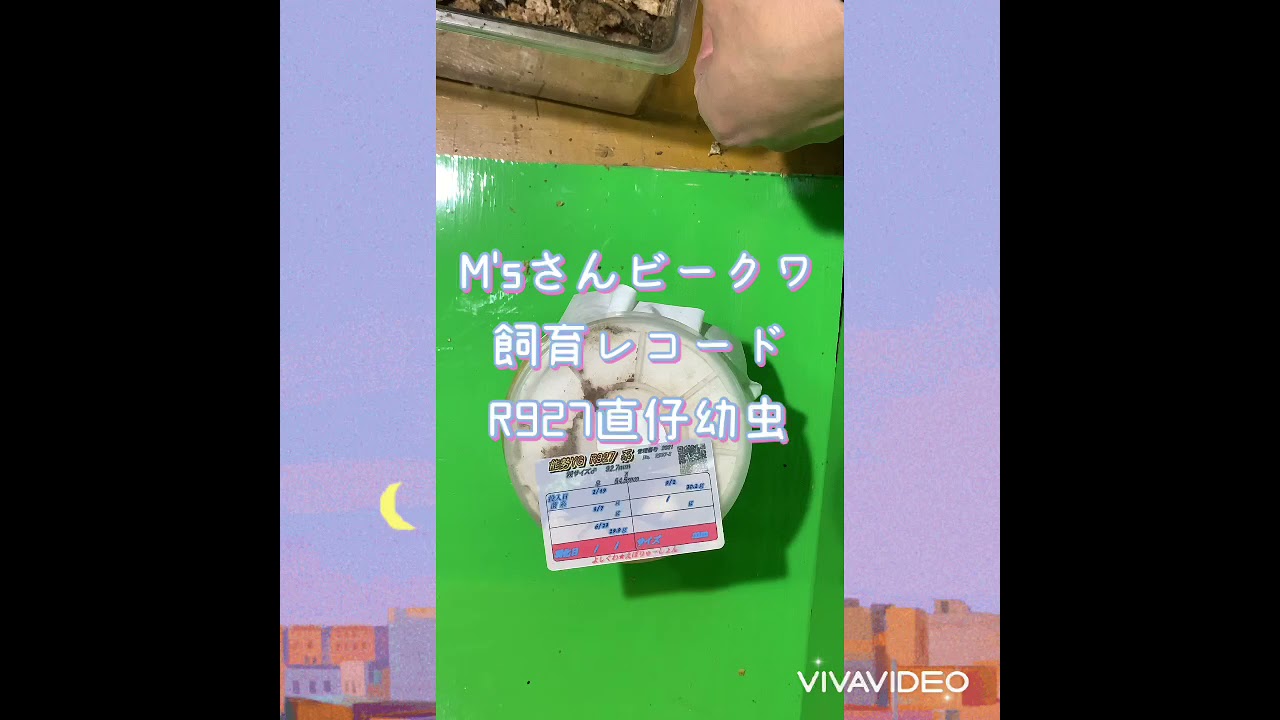 オオクワガタ　現ビークワ飼育レコードM'sさんR927直仔幼虫　4本目菌糸交換 R927-3