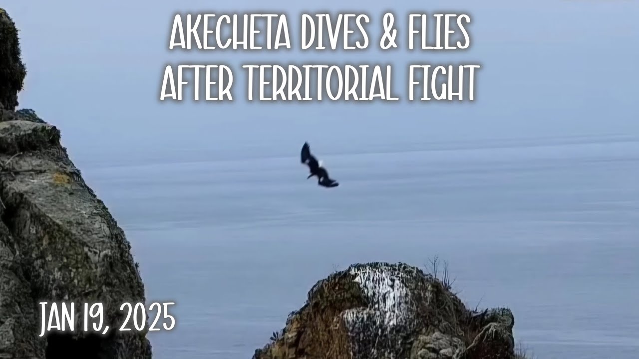 Akecheta Returns & Flies After Territorial Fight ▪︎ BEFORE Close Up of Injury 1/19/25 ▪︎ Explore.org