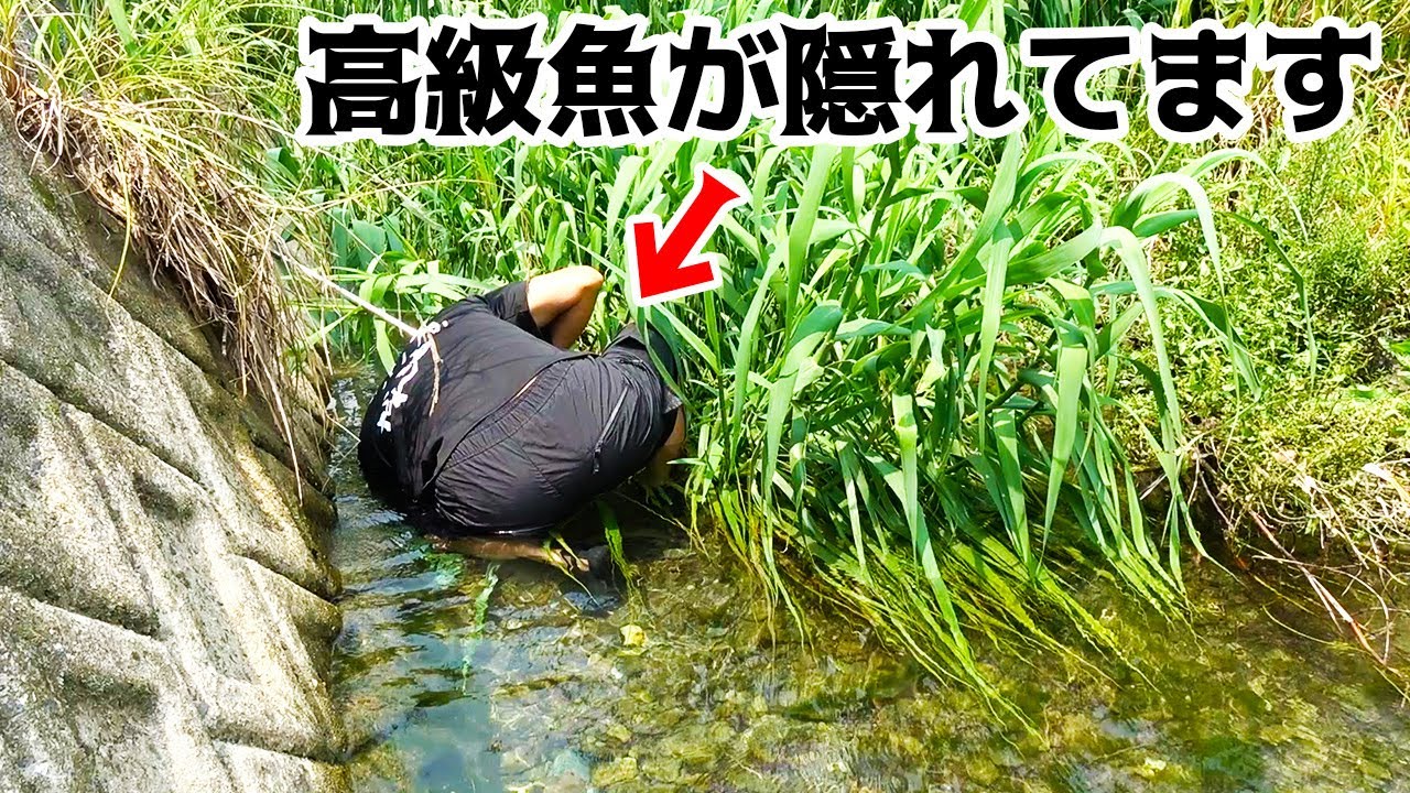 草の中に逃げ込んだ高級魚をモリで狙う！