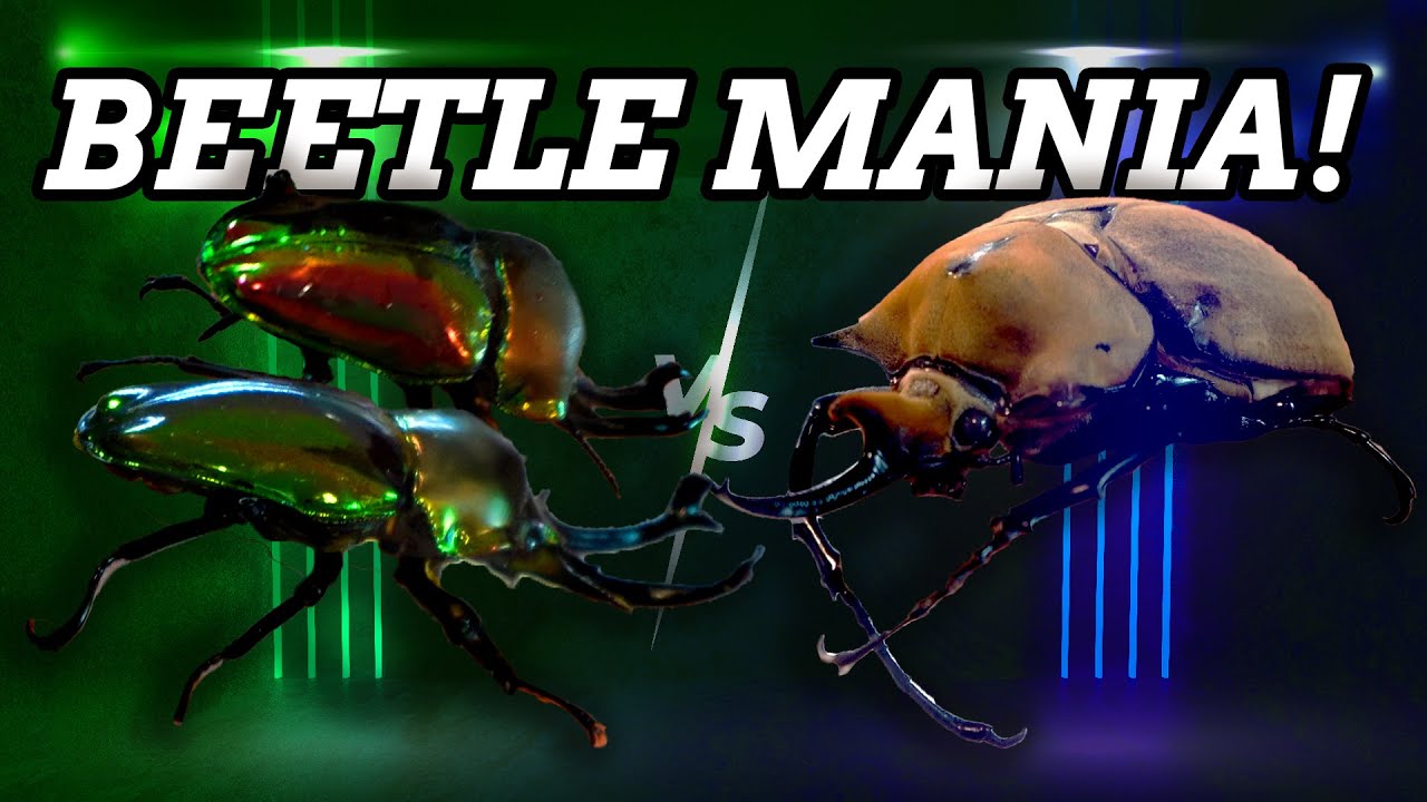 BEETLE MANIA! | Unboxing