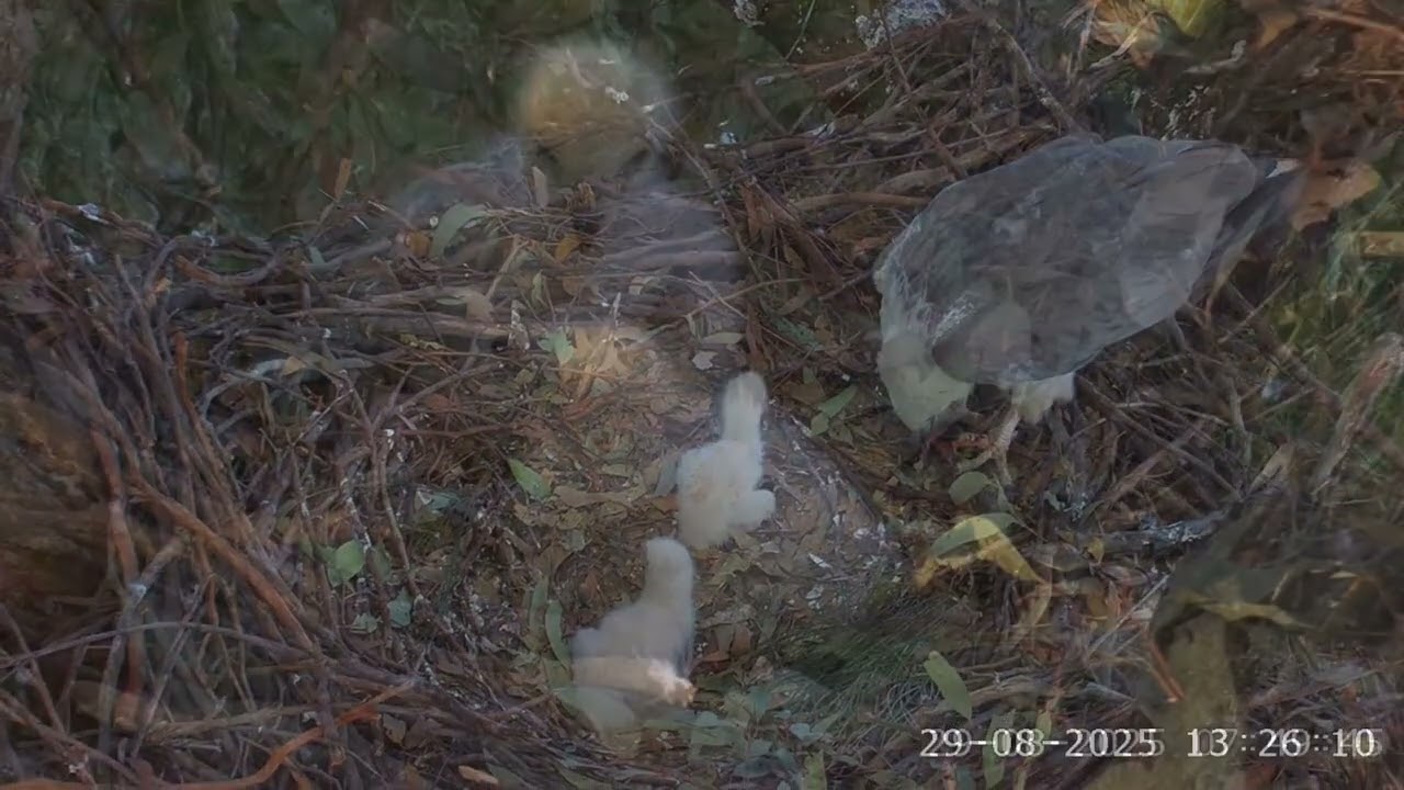 Águila marina de vientre blanco | Supervivencia y resiliencia en estado puro