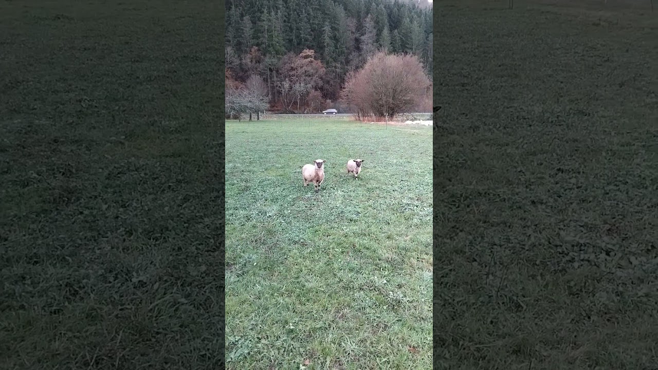 Zwischen Bitburg und Gerolstein - Vulkaneifel 2025