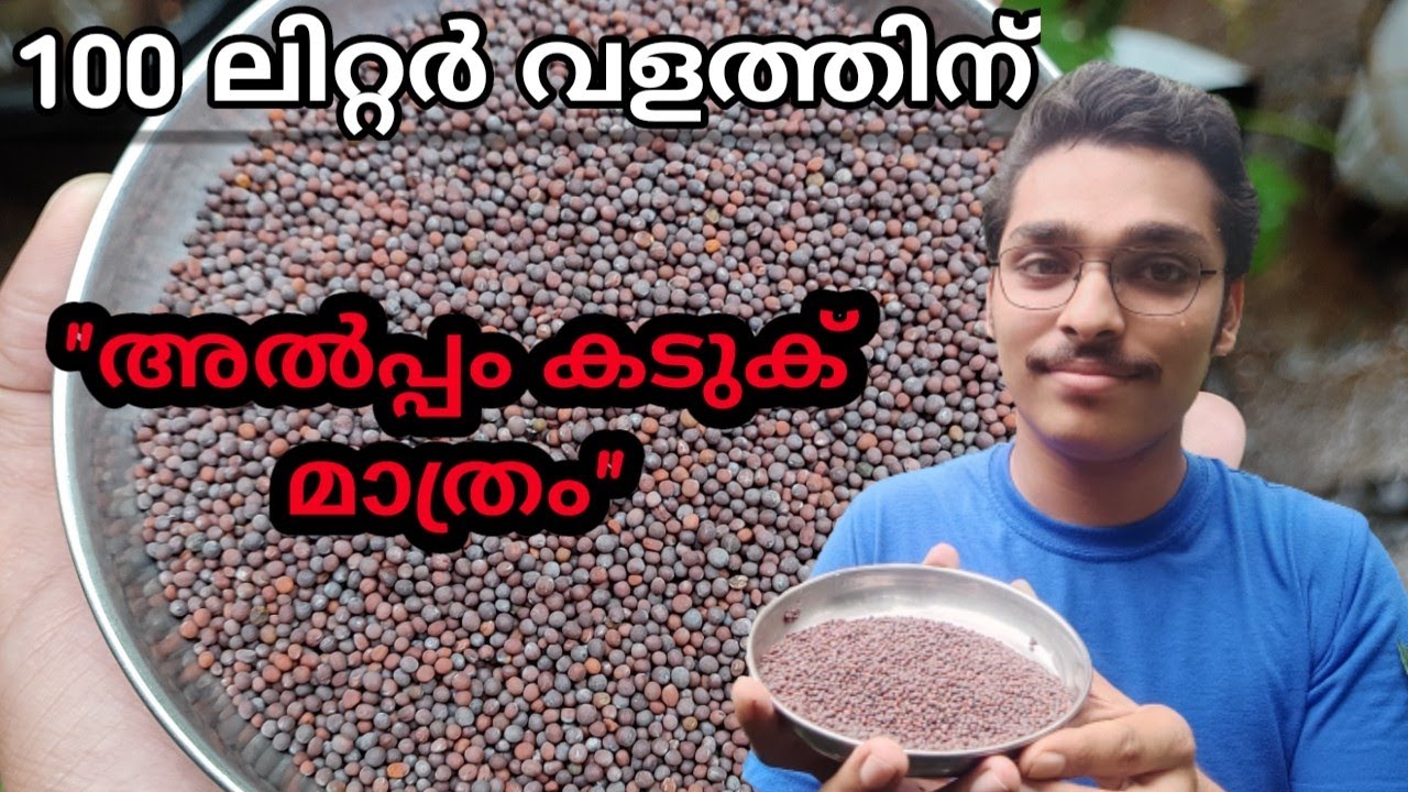 കടുക് ഉപയോഗിച്ചുകൊണ്ട് 100 ലിറ്റർ വളം തയ്യാറാക്കാം #കടുകുവളം #കടലപ്പിണ്ണാക്ക് #kitchenmystery