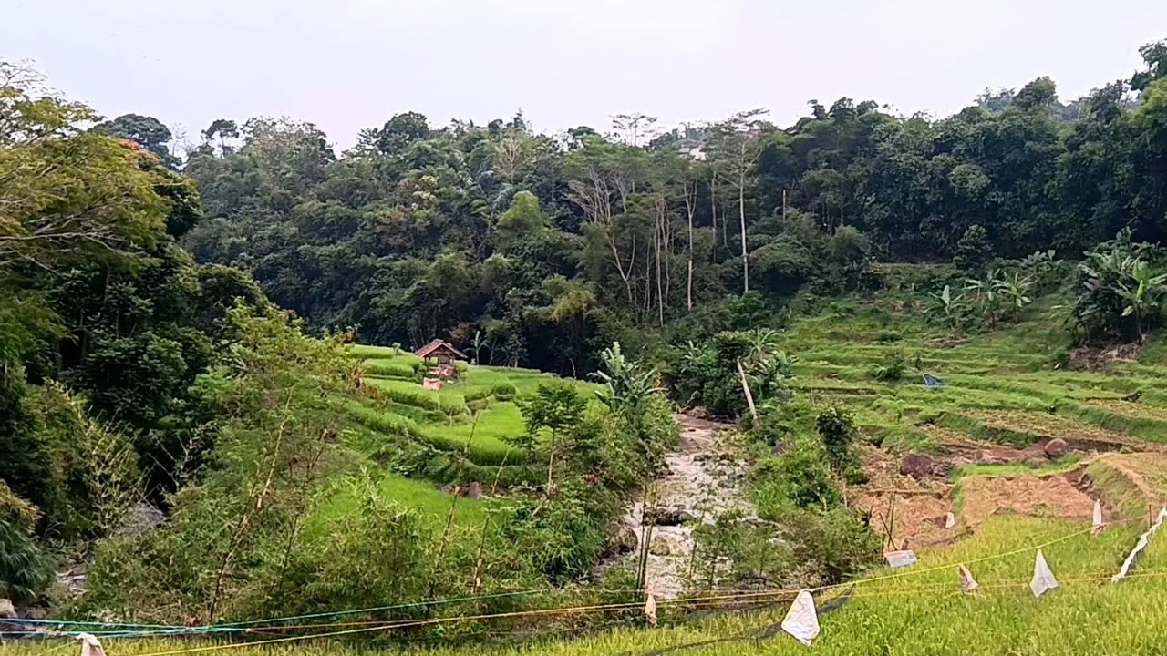 Ternyata Jalan di Tengah Sawah Seenak Ini