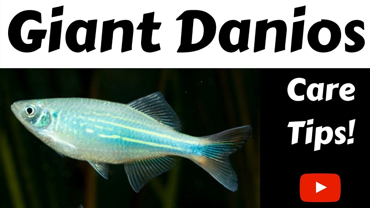 Giant Danios Care Tips