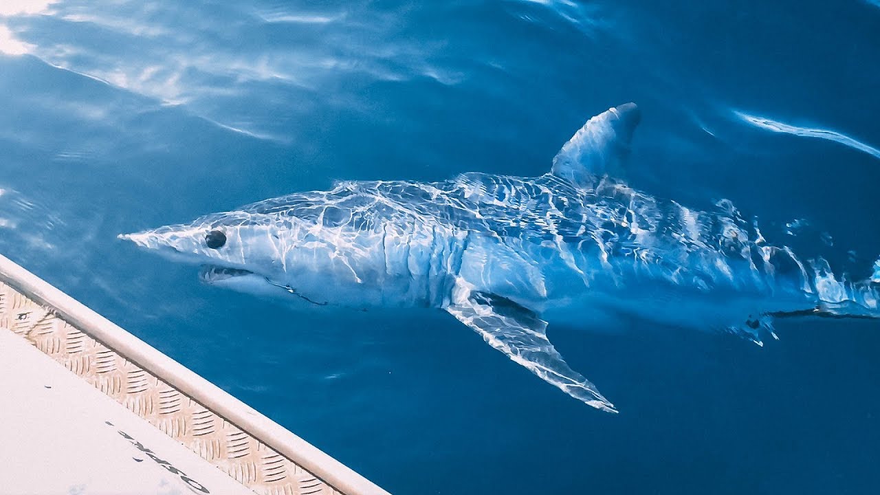 Flog 21 // Shark Fishing Tasman Bay