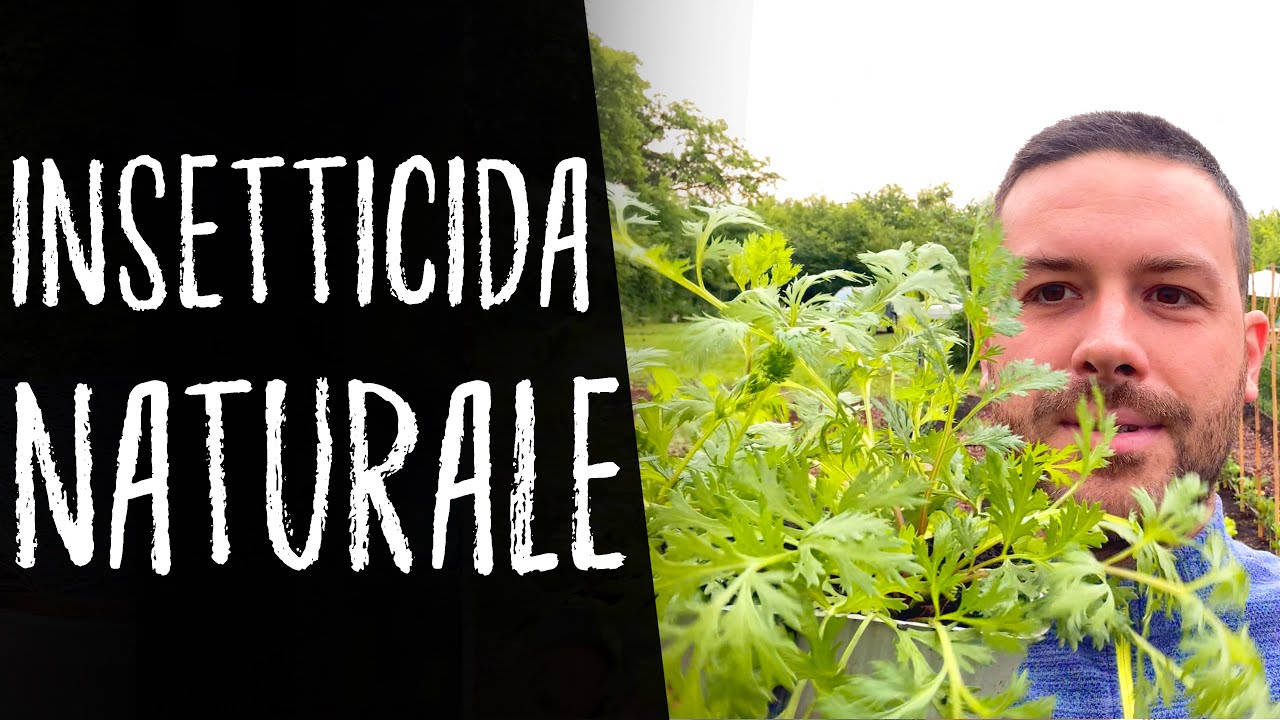 COLTIVARE il PIRETRO: veramente raro!