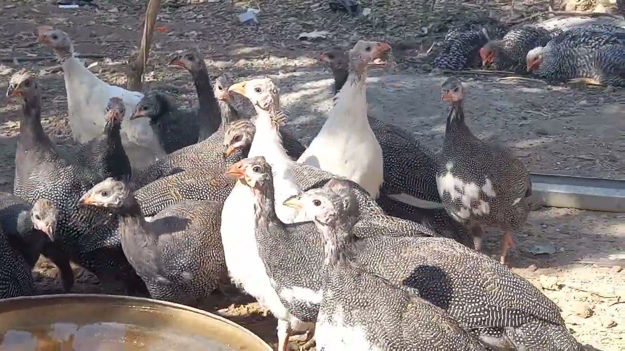 сасарка фруши 3 моҳа тел ватсап 900 90 92 93 ш ваҳдат