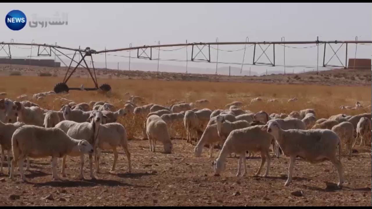 توسّع المساحات المسقية بالرش المحوري في الجلفة