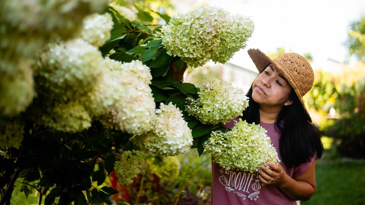 The Limelight Hydrangeas are Flopping🤨...Is this the END😭?