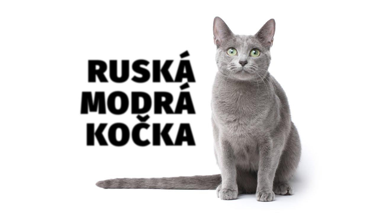 Ruská modrá kočka - Atlas plemen - Tlapka TV