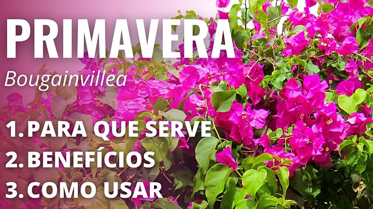 DIABETES, GRIPES, INFLAMAÇÕES, BACTÉRIAS e...Benefícios da BOUGAINVILLEA ou PRIMAVERA...