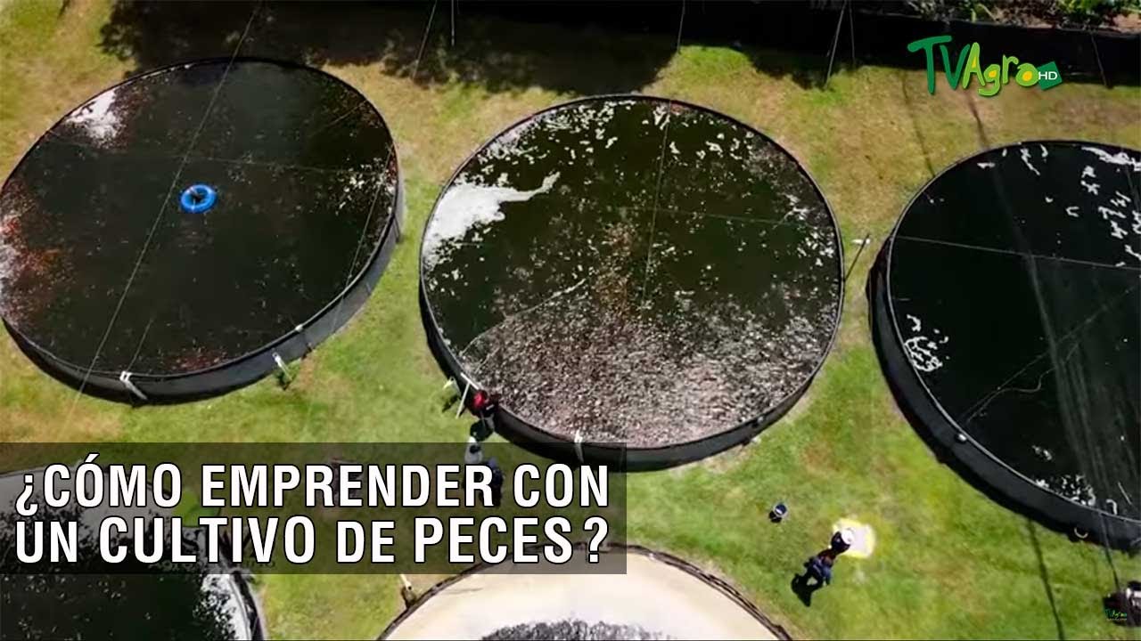 Cómo emprender con un cultivo de peces - TvAgro por Juan Gonzalo Angel Restrepo