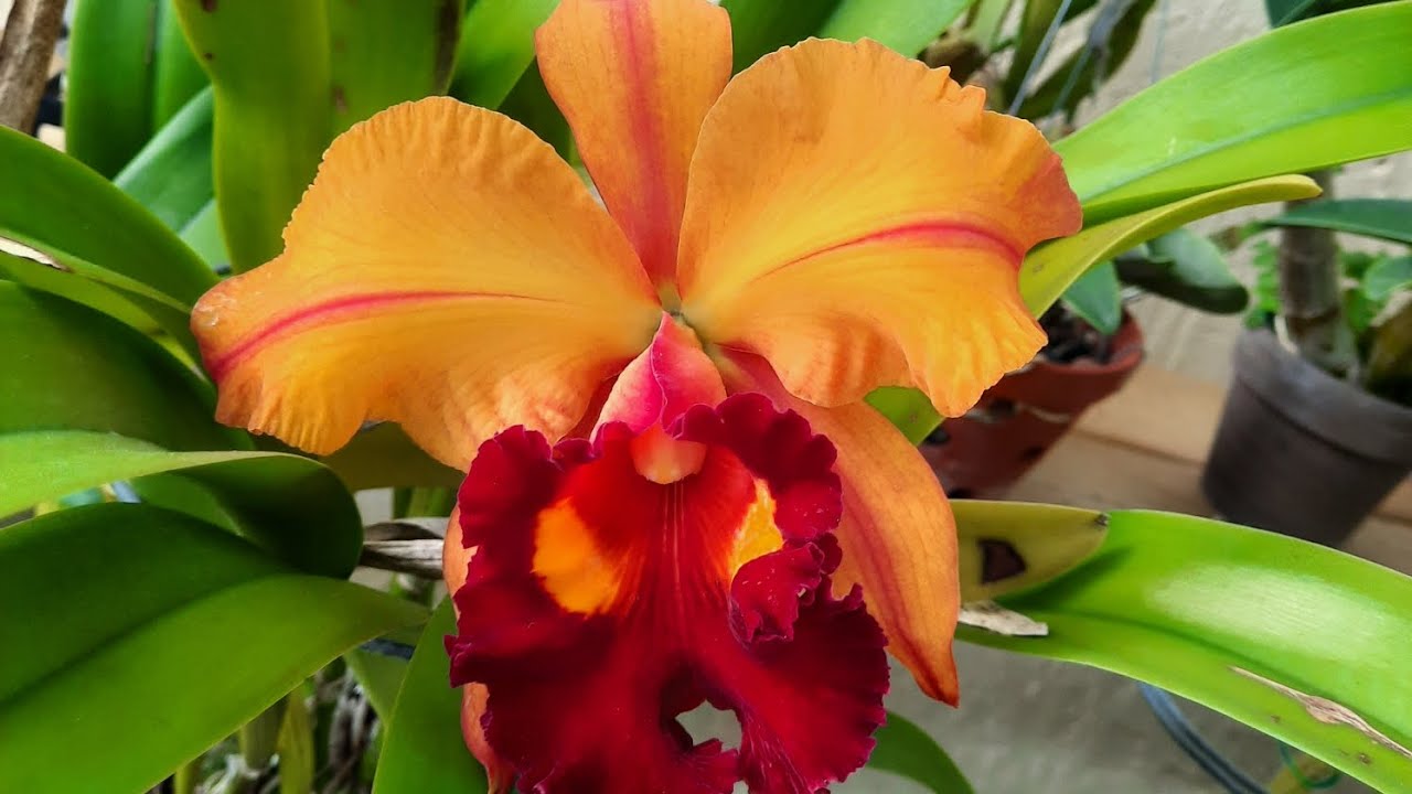 Orchid garden, November blooms after a cold snap. @OrchidNewbee 