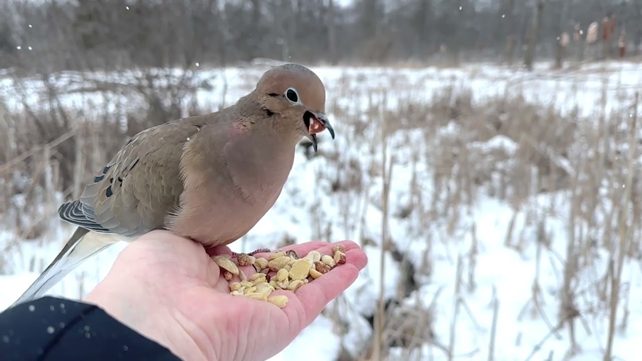 Hand-feeding Birds in Slow Mo - Mourning Dove, Tufted Titmouse