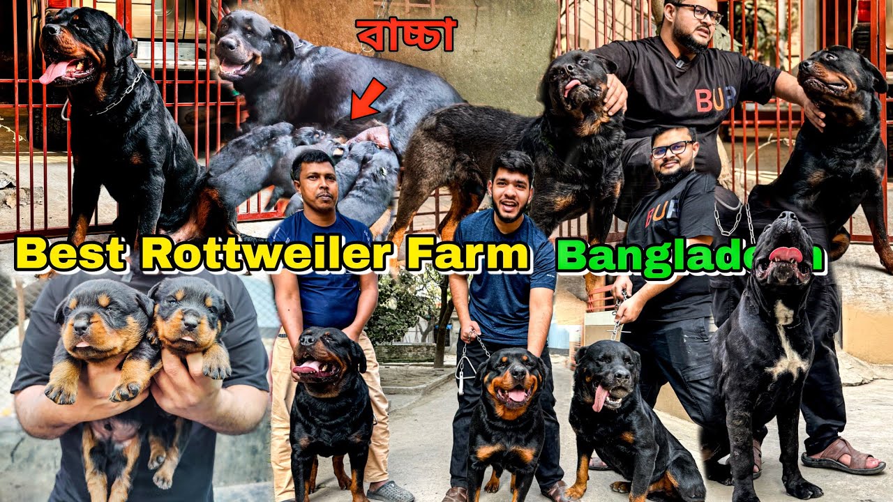 বিশাল কুকুরের খামার_Best Rottweiler Farm In Bangladesh_Big Cane Corso Farm_Guard Dog Puppies Farm