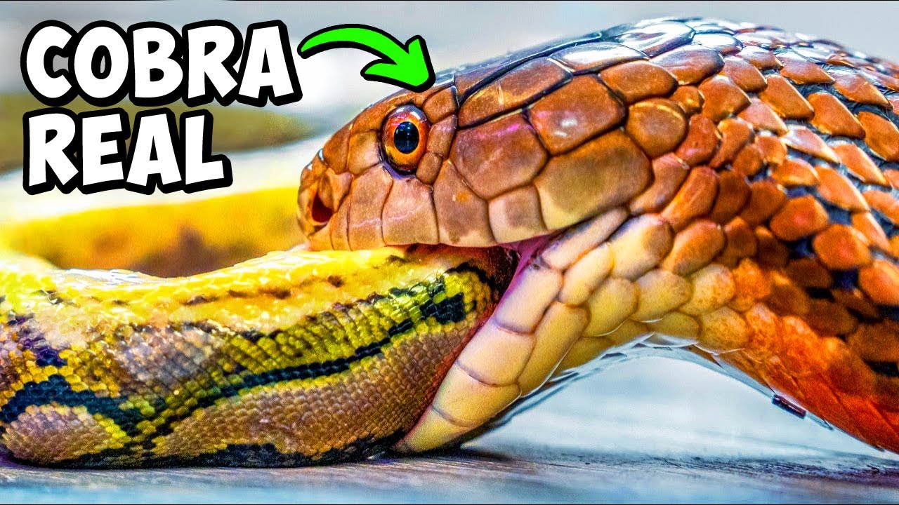 Impresionante!  COBRA REAL se come a una Pitón GIGANTE