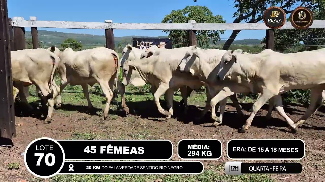 LOTE 70 - 45 FÊMEAS