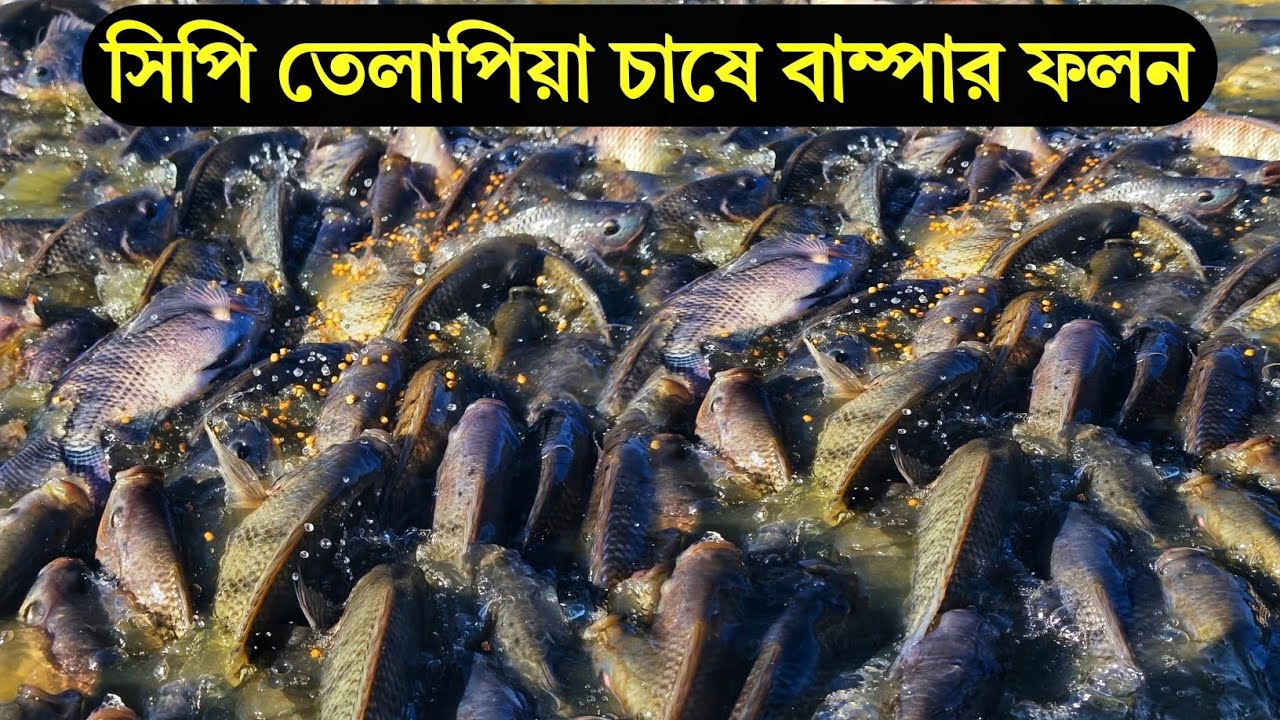 সিপি তেলাপিয়া চাষে বাম্পার ফলন।যোগাযোগ-01710223754