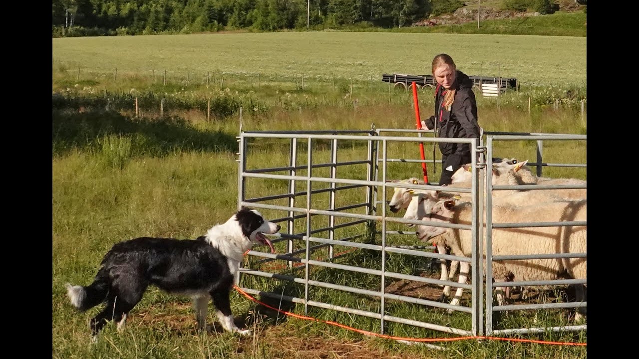 Gjeterhunden Buddys første møte med sau