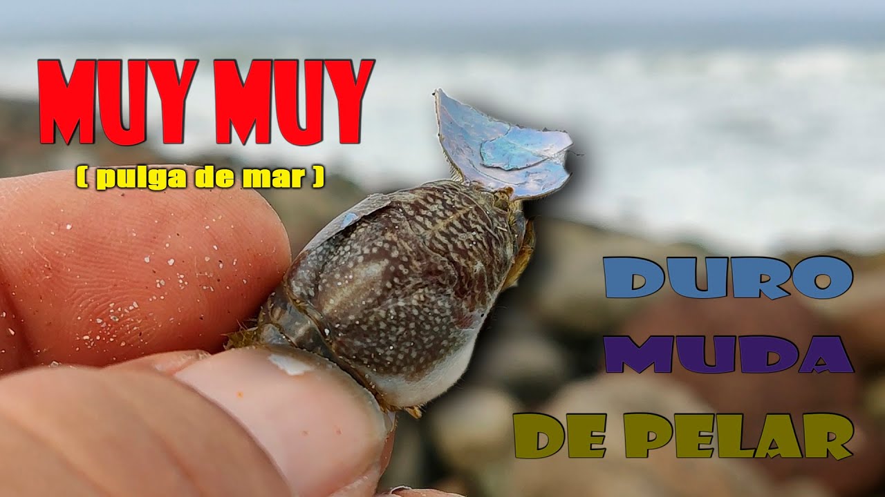 MUY MUY ( pulga de mar ) - RECONOCIENDO SUS ETAPAS DE CRECIMIENTO