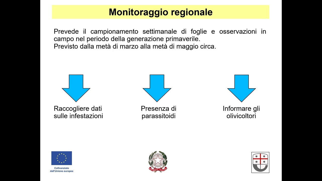 Cecidomia dell’olivo in Liguria  Aggiornamento 2026