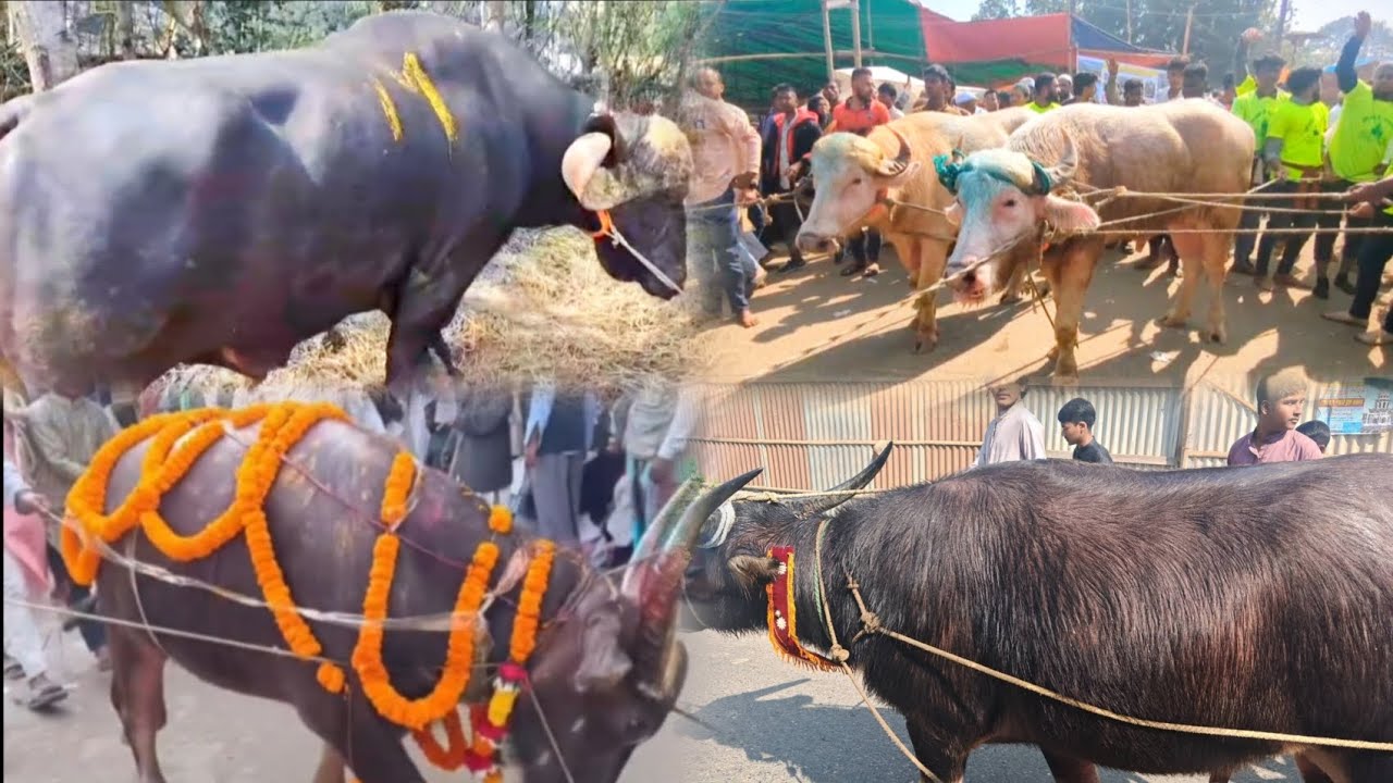 মহান ১০ই মাঘ ওরশে গাউছুল আযম মাইজভাণ্ডারীর (কঃ) দরবারে হাদিয়া প্রবেশের দৃশ্য।