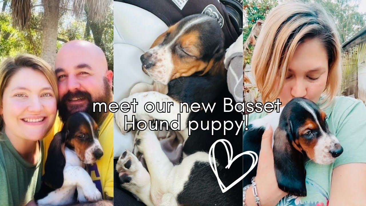 Weekend in my Life Vlog: GETTING A BASSET HOUND PUPPY! || first 72 hours at home and puppy shopping
