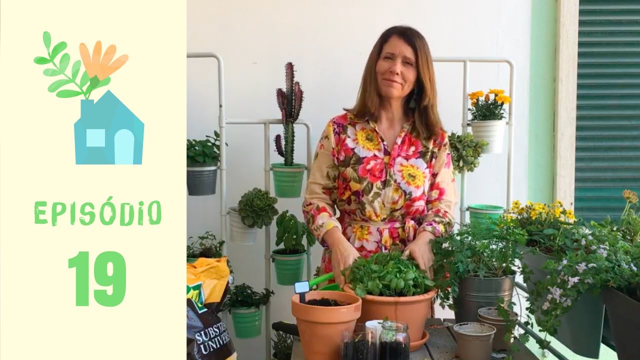 Jardinar em Casa #19: Manjericão, Salsa e Coentros: Como Cuidar