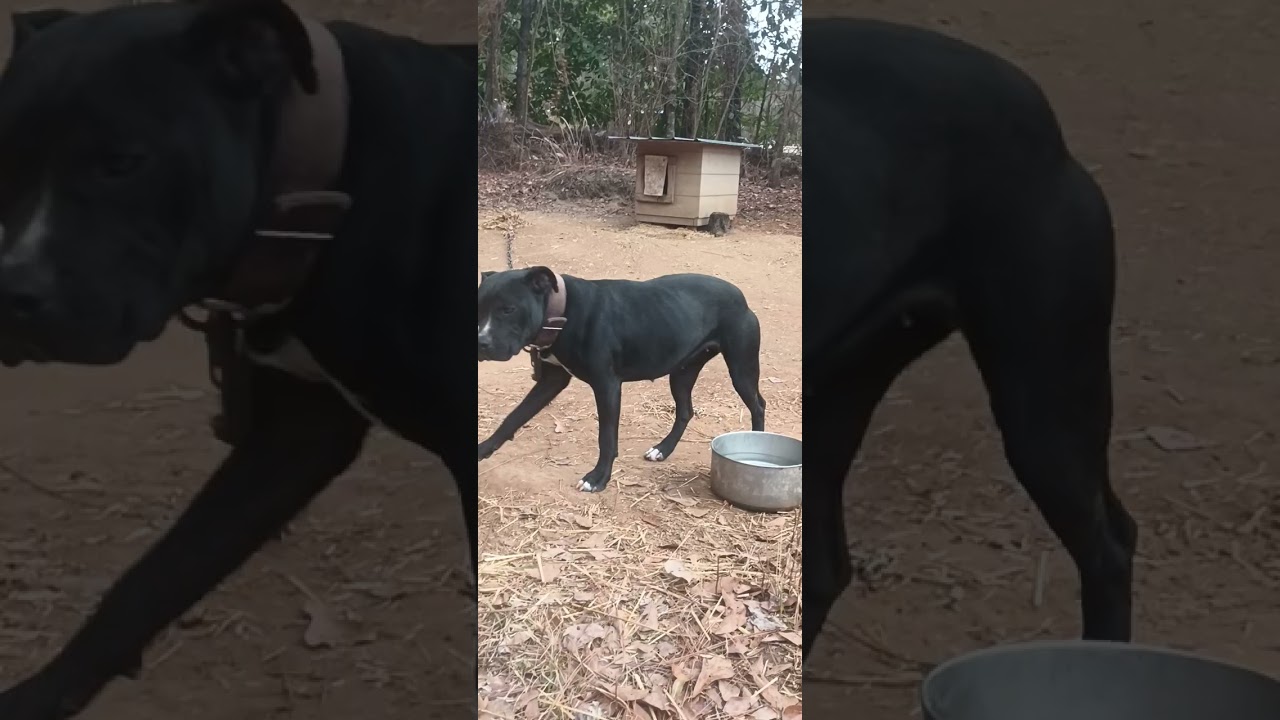 How to WiN in dogs!  Karma is real...
