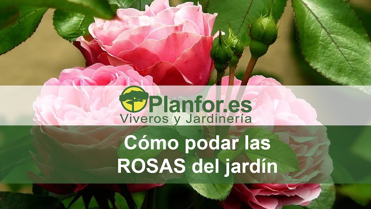 Como podar las rosas correctamente ?