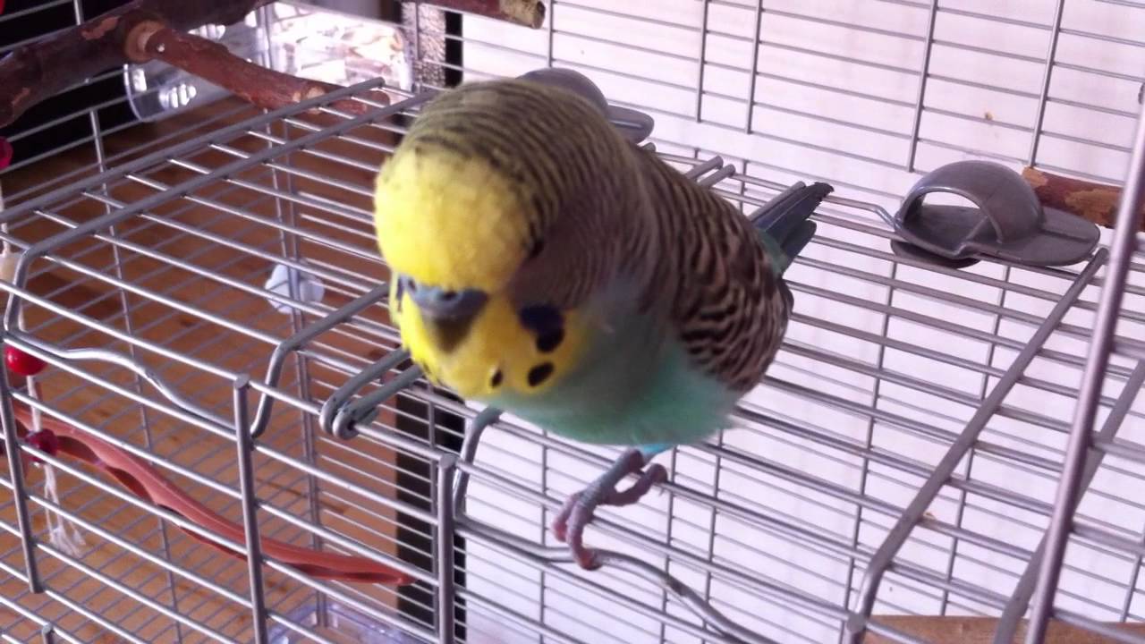 Brousli perruche qui parle 2