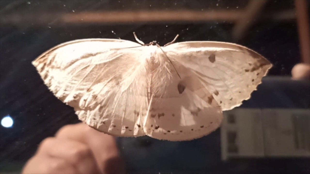 World's Best LOW LIGHT Test Video Redmi Note 8 Pro-Why is it Important to Test in Low-Light?
